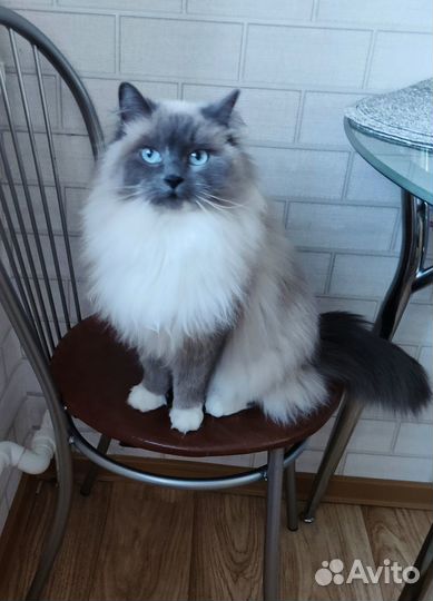 Кошечка на вязку