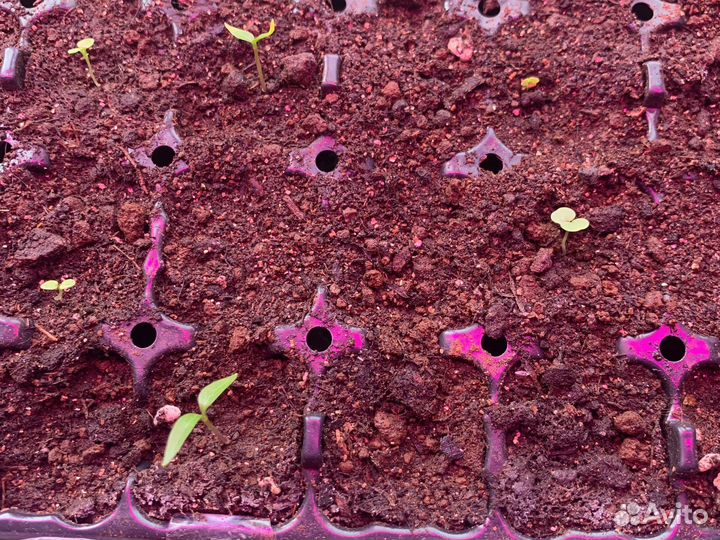 Кассеты для рассады бу