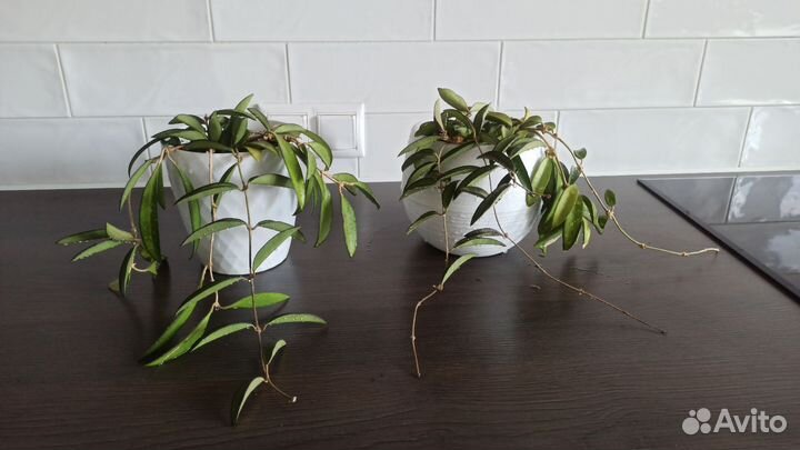 Хойя вайети