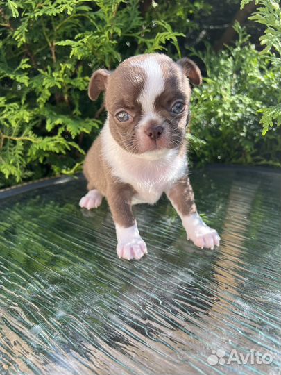 Щенки чихуахуа мальчик