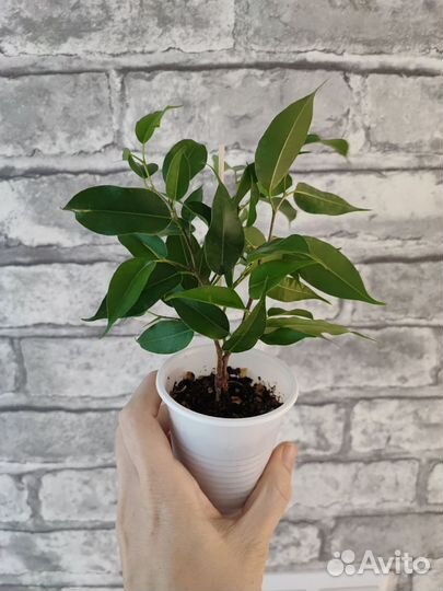 Фикусы, мини монстера, бегония