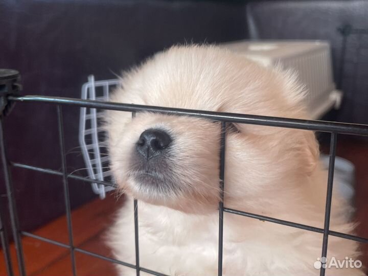 Щенки шпица