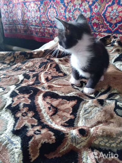 Домашние животные бесплатно котята