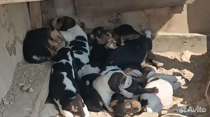 Щенки курцхаара