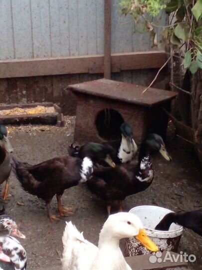 Утки индийский бегунок