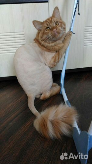 Стрижка домашних животных - кошек и собак