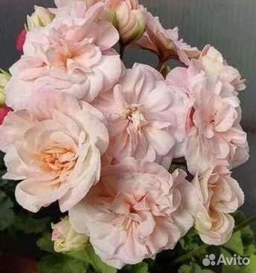 Пеларгонии сортовые 2