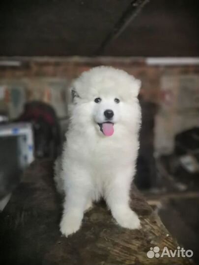 Самоед кобель вязка