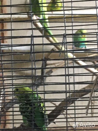 Волнистые попугаи