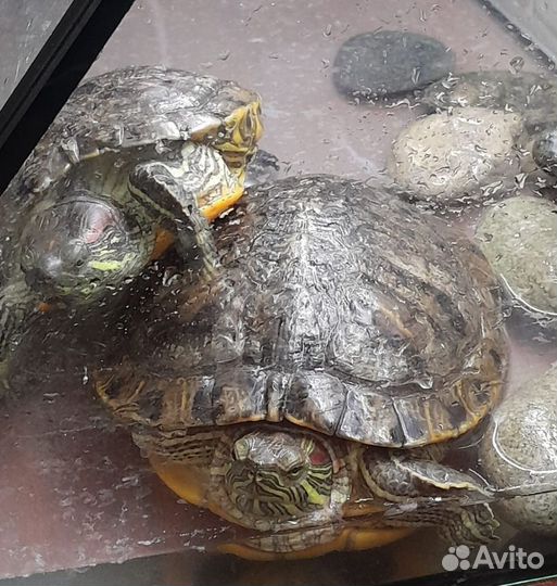Красноухая черепаха бесплатно с аквариумом