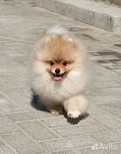 Мальчишка шпица