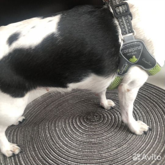 Шлейка для маленькой собаки