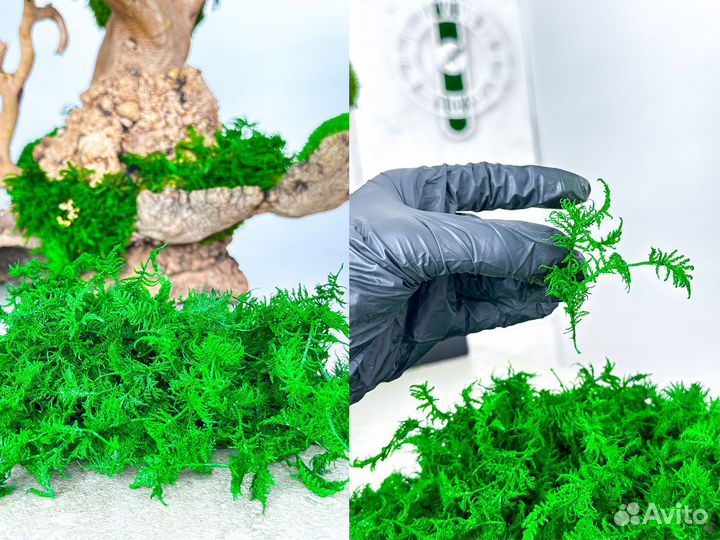 Стабилизированный мох ягель папоротник ковер