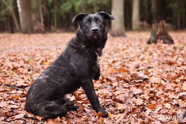 Собака в дар