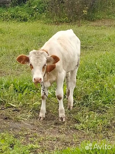 3 Бычка и тёлочка