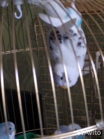 Птенцы волнистый попугай