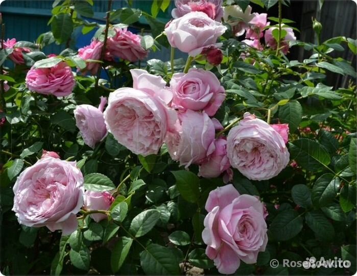 Саженцы Роз Spirit of Freedom/спИрит оф фрИдом