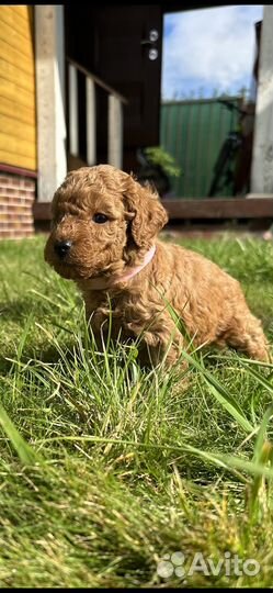 Щенки той пуделя