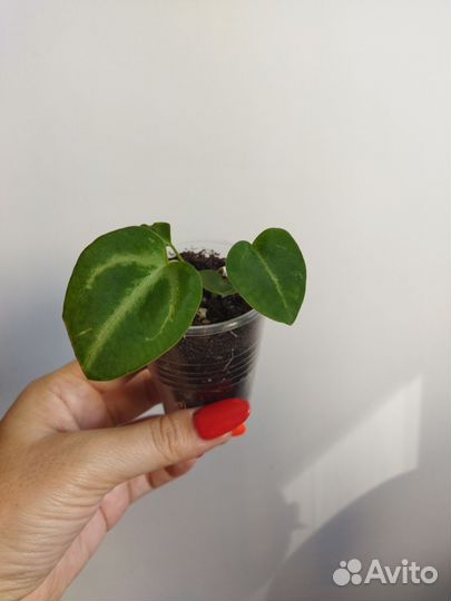 Антуриум сильвер блаш детки