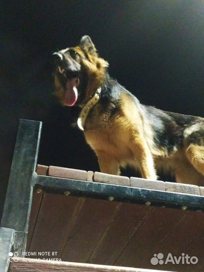 Собака немецкая овчарка курган