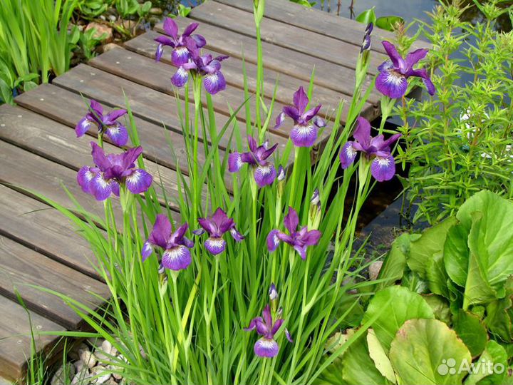 Ирис сибирский, сорта