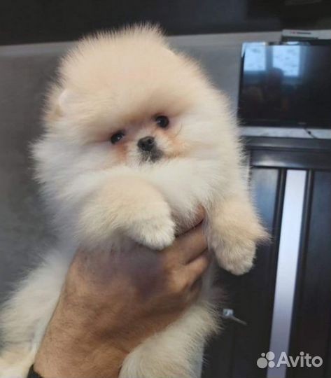 Щенки померанского шпица