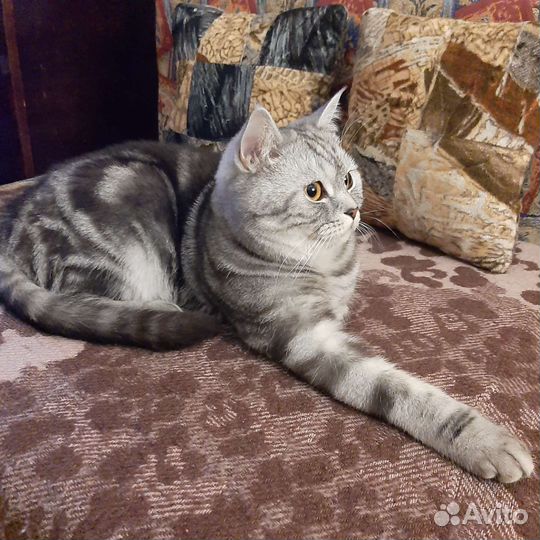 Британский кот