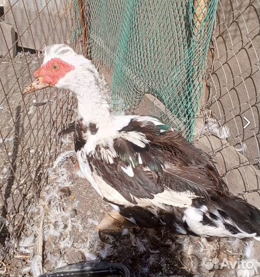 Индоутка (самец)