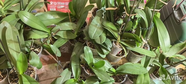 Орхидеи сортовые