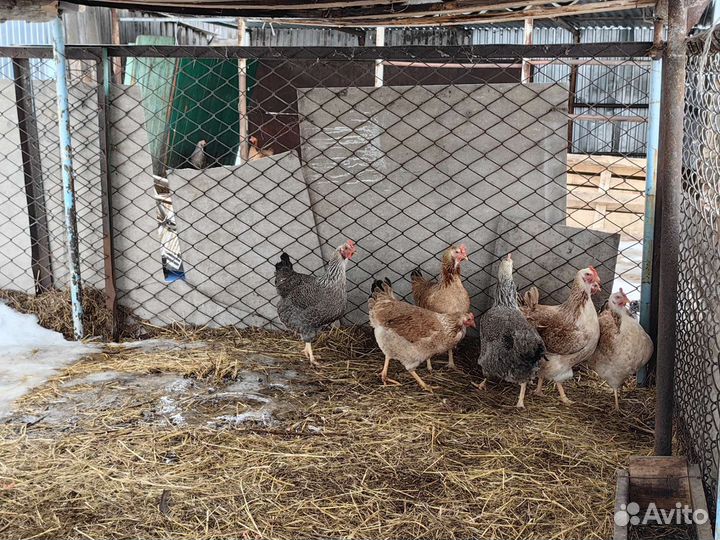 Юрловские куры