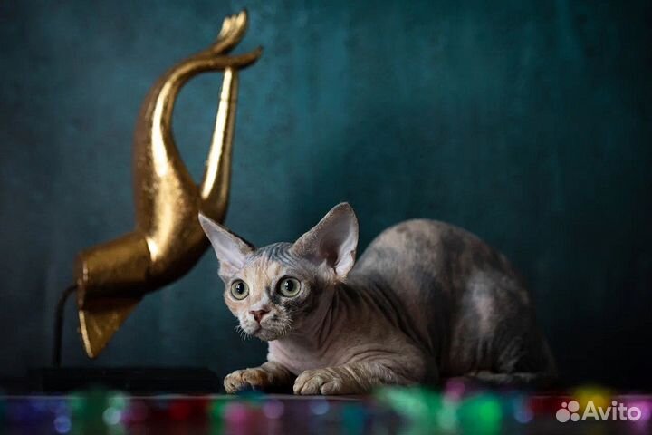 Кошечка Богатей-Ка