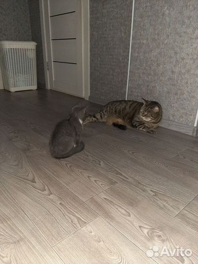 Передержка домашних кошек