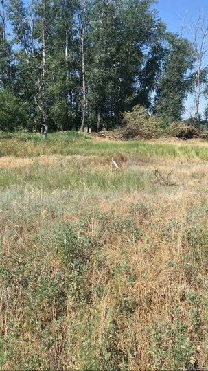 Участок 12 сот. (ИЖС)