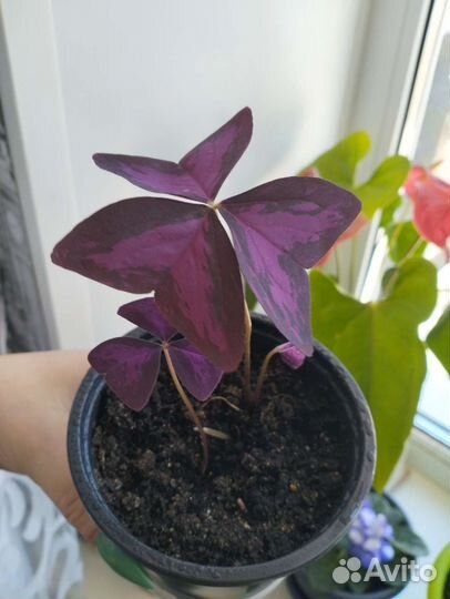 Кислиница (оксалис бабочка)