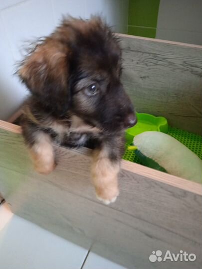 Щенок (мальчик) в добрые руки