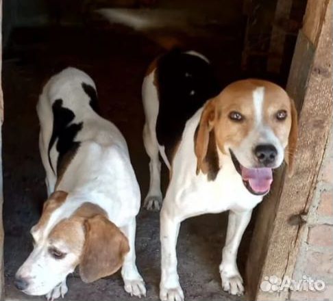 Щенок эстонской гончей