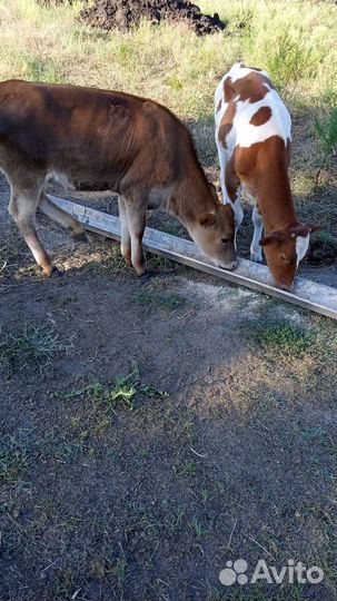 Бычки и телята