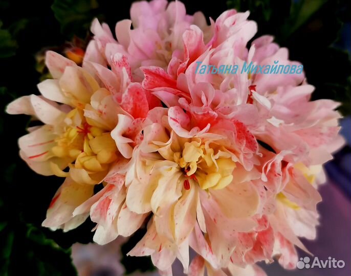 Пеларгонии герани зонартики Pg. Ragnar и др