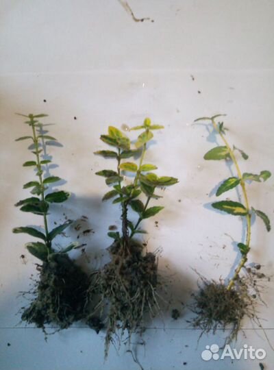 Перегной сыпец 2-3г,чернозем на 5+,доставлю,1/15т