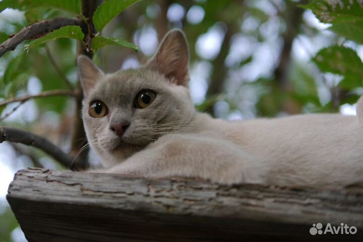 Бурмы с документами