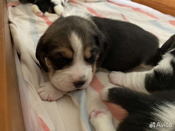 Щенки бигль