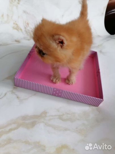 Экзотические котята