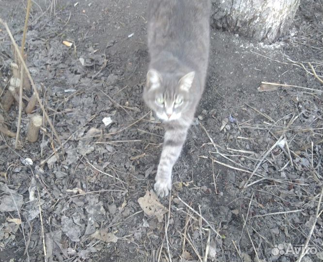 Кошечку в добрые руки