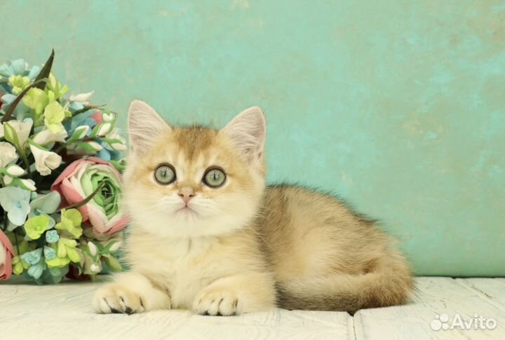 Британская кошечка золотая шиншилла ny11