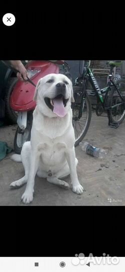 Щенки лабрадора