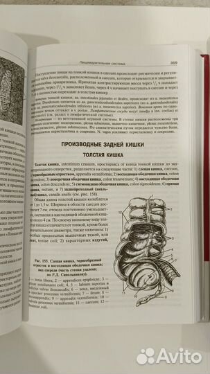 Анатомия человека Привес