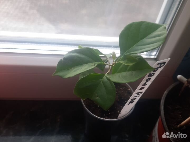 Комнатные цветы Бугенвиллии для южных окон