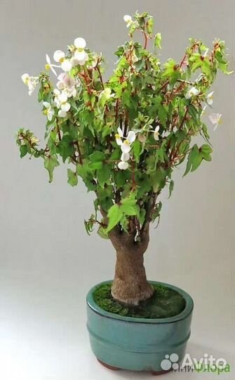 Бегония каудексная Дрега