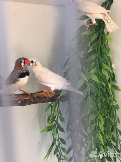 Зебровые амадины