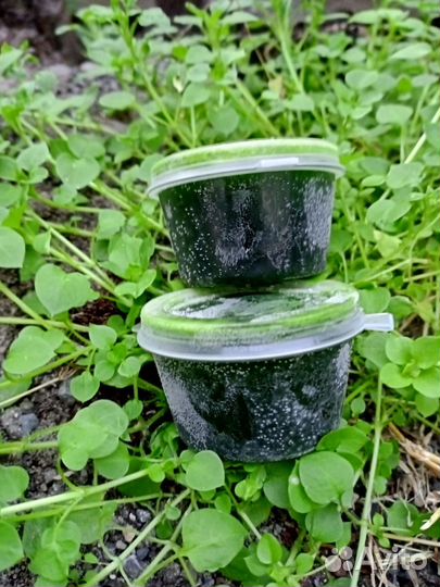 Витграсс microgreenECO